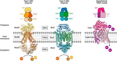 Selective Nutrient Transport in Bacteria: Multicomponent Transporter Systems Reign Supreme